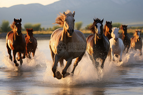 水面上驰骋马群图片