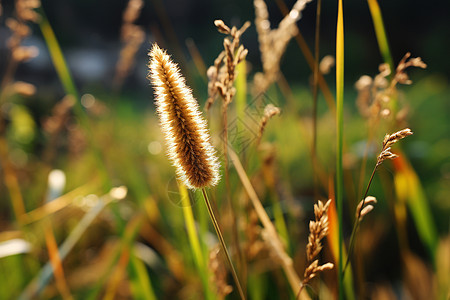 野生的野草草地图片