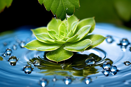 水面上的绿色植物和水滴图片