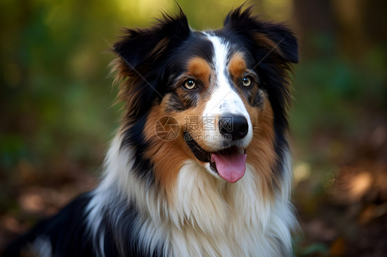 森林里的牧羊犬图片