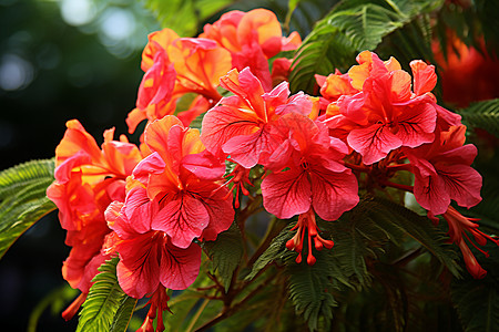 绿叶红花盛夏的花卉背景