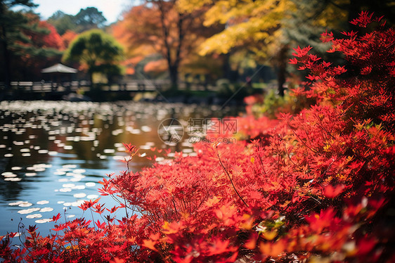 秋日的池塘图片