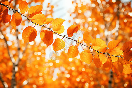 美丽的秋天背景图片