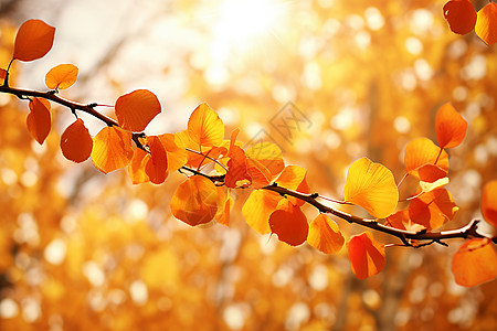 秋日的金枝背景图片