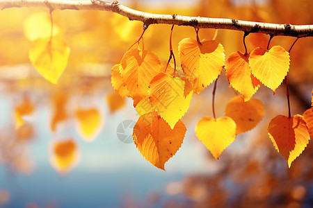 金黄色的树叶背景图片