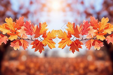 秋日的落叶背景图片