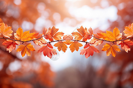 金秋时节的枝叶背景图片