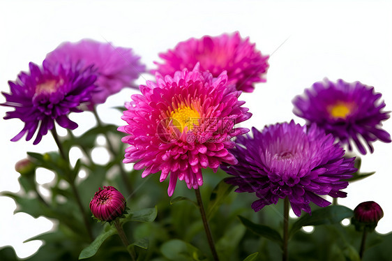 菊花的花丛图片