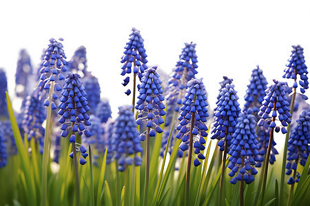 春天中的蓝色花海图片
