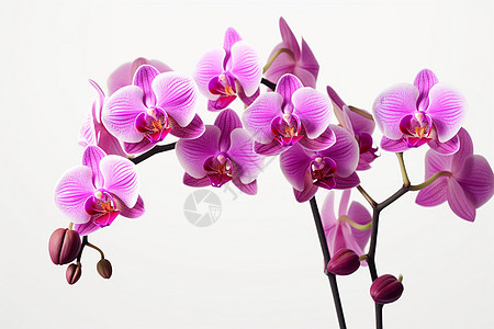紫色的兰花图片