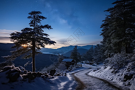 夜晚下的冬日森林背景图片