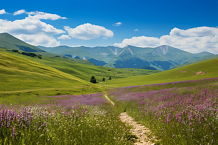 草原花海中的小路图片