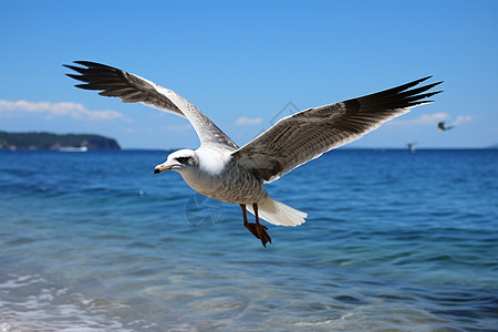 翱翔在海上的海鸥图片