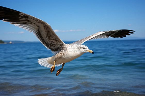 海鸥翱翔于海上图片