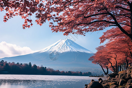 富士山下的樱花湖背景图片