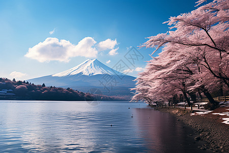 富士山下的樱花湖景高清图片