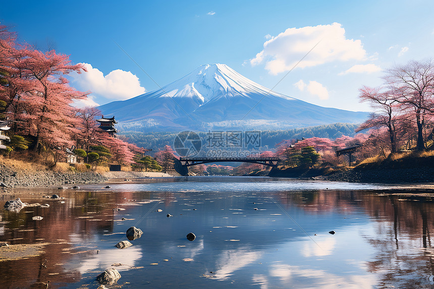 富士山下的樱花图片