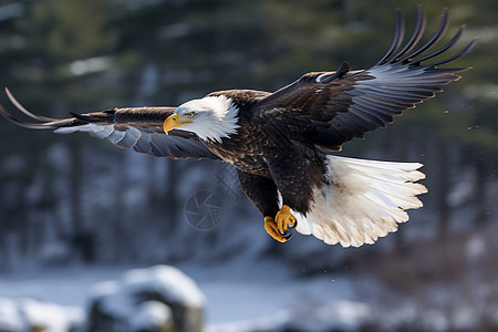冬季飞翔的老鹰图片