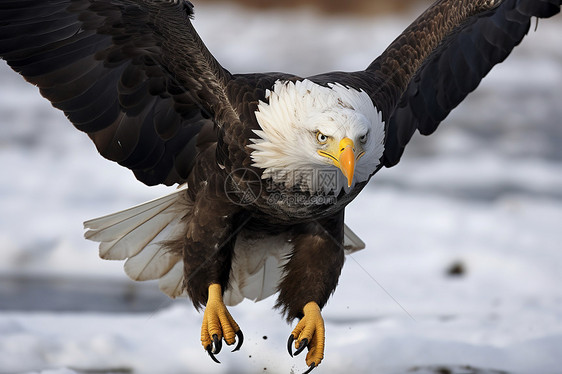 冬日展翅飞翔的雄鹰图片