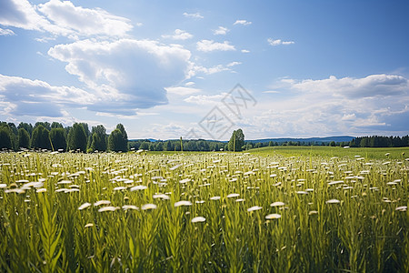 宁静乡村的花海图片