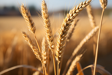 成熟的麦子图片