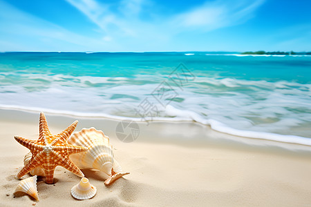 海滩上美丽的贝壳图片