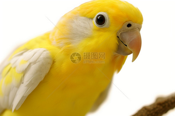 黄色的鹦鹉图片
