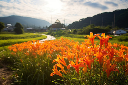 山野中的植被图片