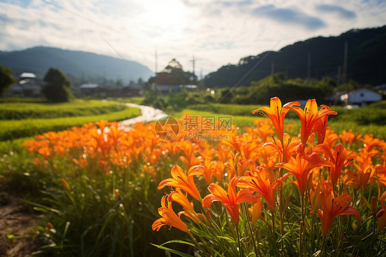 山野中的植被图片