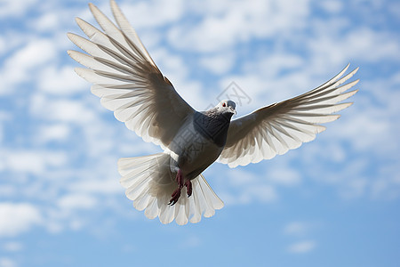 翱翔蓝天的鸽子背景图片