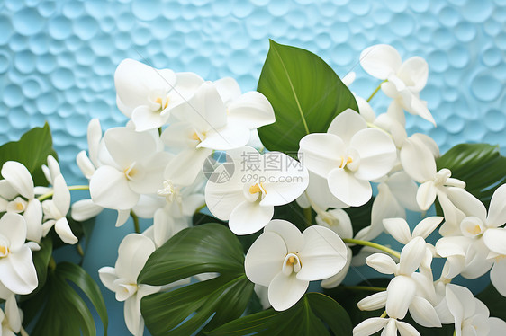 盛开的白花图片