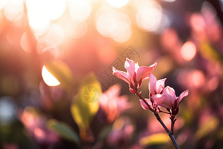 梦幻迷人的樱花花朵背景图片