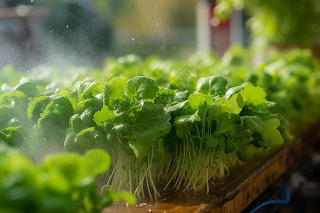 乡村农业种植的豌豆苗图片