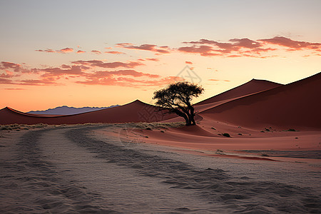 沙漠中孤寂的大树图片