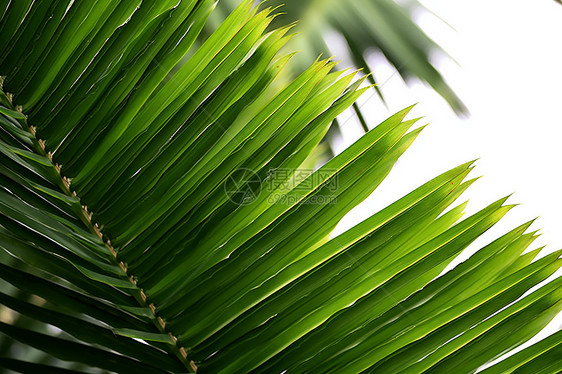 茂密的植物绿叶图片