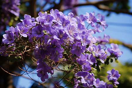 户外盛开的紫色花朵图片