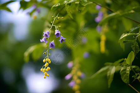 翠叶与花朵图片