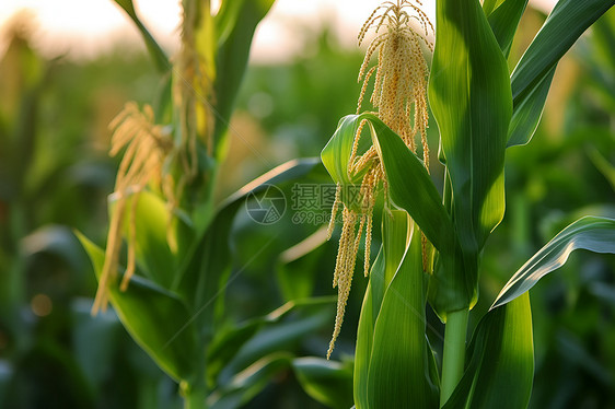 田野里的一片玉米图片