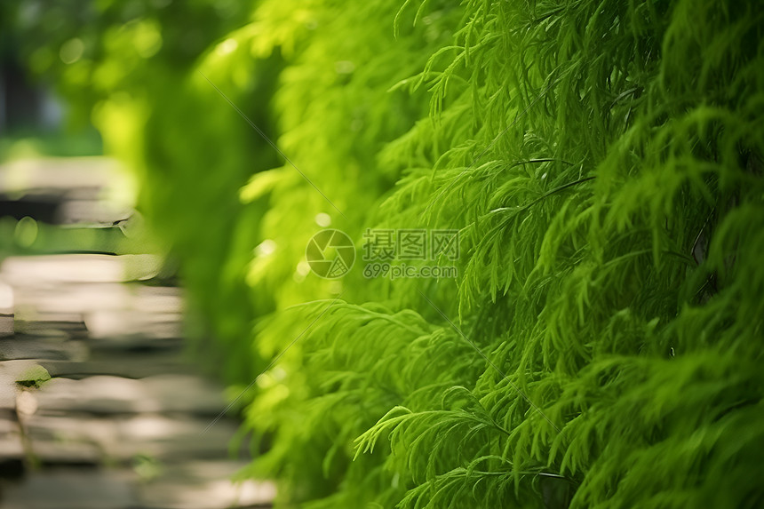 郁郁葱葱的绿色草墙图片