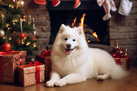 圣诞树下白色狗图片