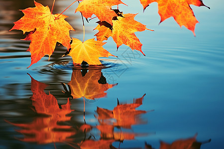 秋天中的美丽树叶图片