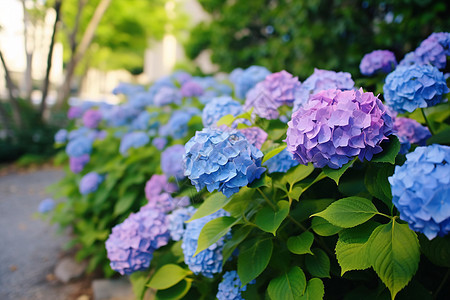 缤纷的花海图片