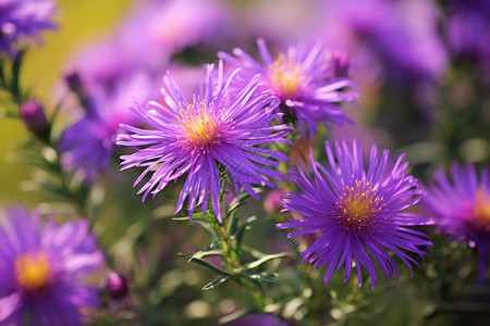 绽放的紫色花朵背景图片