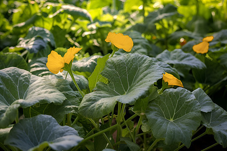 丰收季节的田野图片