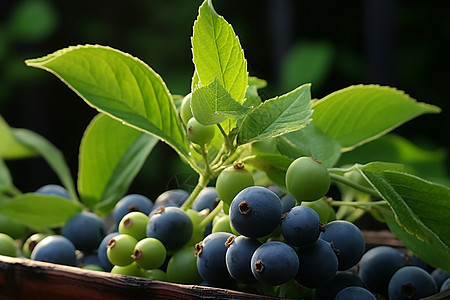 乡村农业种植的蓝莓果园图片