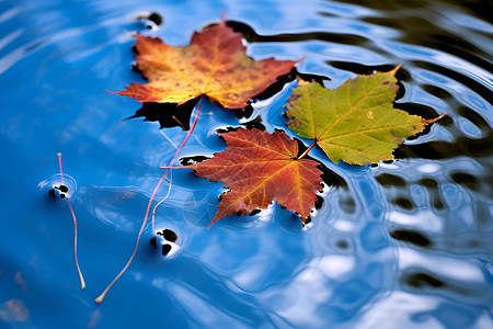 水面漂浮的叶子背景图片