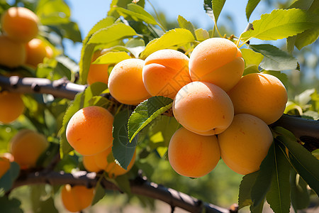 果园中的杏子背景图片
