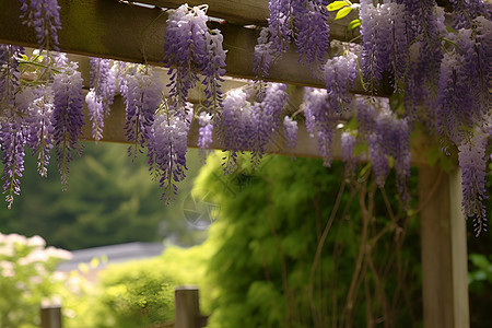 春季花园中绽放的紫藤图片