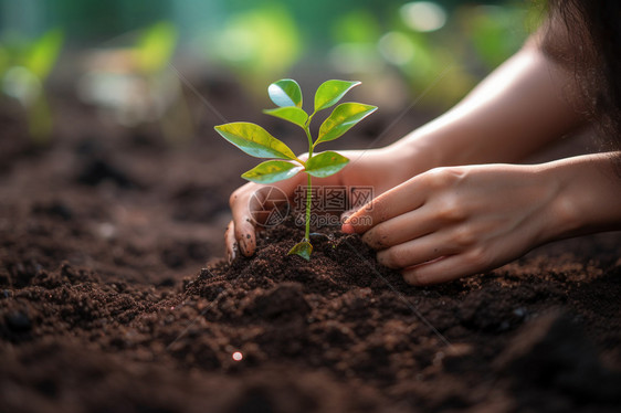 种植幼苗图片