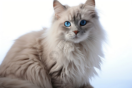 一只蓝眼睛的猫咪图片